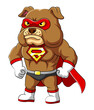 The super bulldog with serious and angry face and has muscular body
