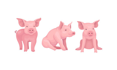 Canvas Print - Pink Pig as Even-toed Ungulate Domestic Animal in Different Poses Vector Set