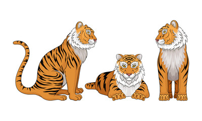 Wall Mural - tiger as large cat specie with dark vertical stripes on orange-brown fur vector set