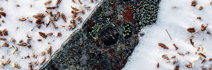Wall Mural - Lichen stone in the snow. Natural winter background. Nature and plants of the Arctic. Polar region. Closeup top view.