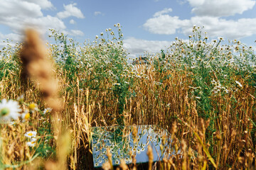 Wall Mural - Square mirror in wheat ears with reflected