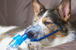 dog in oxygen mask, animal pet diseases, nebulizer inhalation. Close-up photo