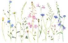 Hand Painted Watercolor Meadow Herbs And Flowers