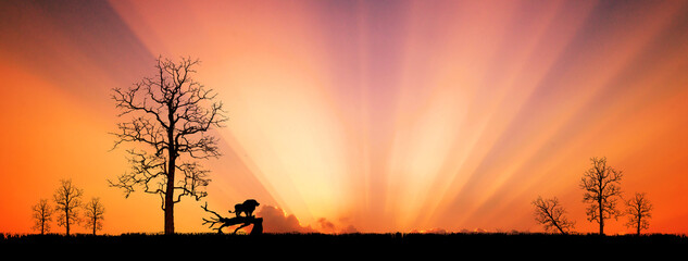 Wall Mural - Panorama silhouette tree in africa with sunset.Tree silhouetted against a setting sun.Dark tree on open field dramatic sunrise.Safari Theme.