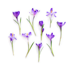 Wall Mural - violet crocuses on a white background. spring flowers. top view, flat lay
