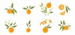 © Mariya - Oranges set. Exotic tropical orange citrus fresh fruit composition, whole juicy tangerine with green leaves and flowers, slice and orange peel, vector cartoon minimalistic style isolated illustration