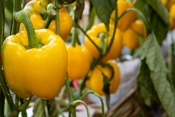 ิbeautiful bell pepper hanging on the bell pepper tree in the bell pepper farm.