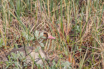 Greater White-fronted Goose (Anser albifrons) female at nest in Barents Sea coastal area, Russia