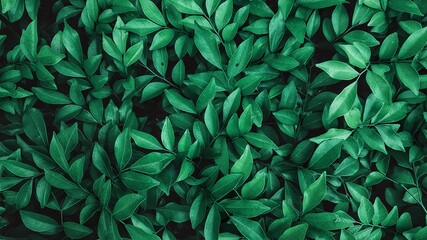 Wall Mural - Green leaves background, nature background, green leaves 
