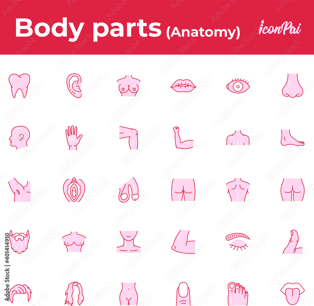 Human body parts anatomy Stock Vector | Adobe Stock