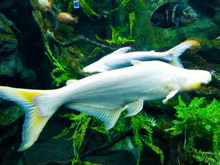 The graceful appearance of two white fish