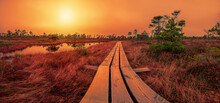 Sunset Over Bog With Wooden Path, Small Ponds And Pine Trees. Colorful Sunset Over Swamp. Hiking Trail With Wooden Walkway That Goes Across The Moor.