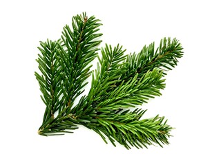 branch of a christmas tree isolated on a white background. top view, flat lay, close-up. christmas o