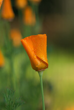 Macro Image Of A Curled And Wet California Poppy, .Eschscholzia Californica. The California Golden Poppy Is The Official State Flower Of California.