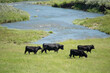 Cattle at pasture