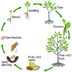 Poster - A growth cycle of pecan nut plant on a white background.