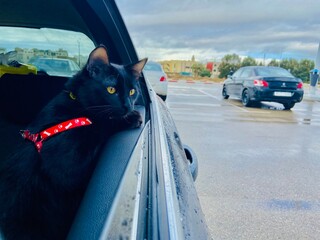 cat on the car