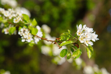 Wall Mural - White spring apple or cherry blossom outdoor. Spring flowers background. Blooming apple tree. Spring season at countryside. Apple blossom on pink background. Spring blossom of apple tree