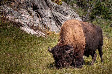 Wall Mural - bison in custer park