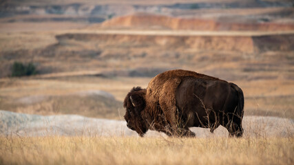 Wall Mural - american bison in the badlands
