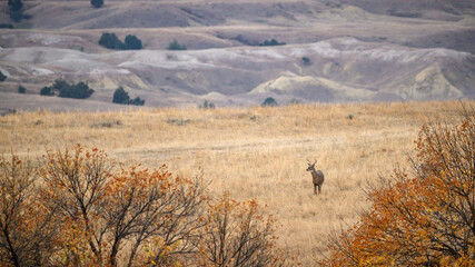 Wall Mural - whitetail buck in the grass in the badlands
