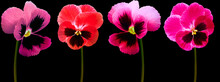 Set Pansy Flowers Purple, Red, Violet On Black Isolated Background With Clipping Path.  Closeup.  Nature.
