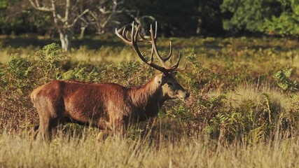slow motion of male red deer stag (cervus elaphus) during deer rut, british wildlife in richmond par
