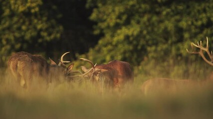 herd of male red deer stags (cervus elaphus) during deer rut at sunset in beautiful golden sun light