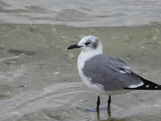 Canvas Print - Seagull near Gulf water