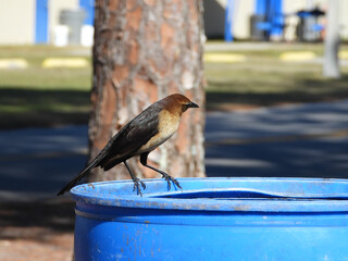 Wall Mural - You blackbird searching garbage can