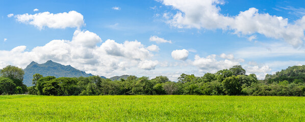 Wall Mural - panorama landscape view of green grass field agent blue sky