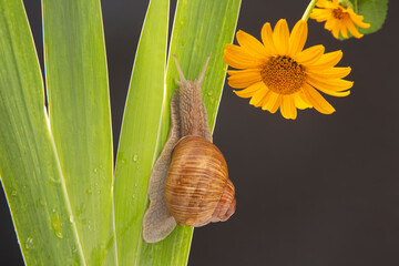 Wall Mural - Helix pomatia. grape snail crawling on green leaves. mollusc and invertebrate. delicacy meat and gourmet food. relaxation