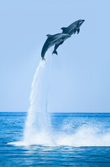 Poster - A Couple of dolphins jumping on the water - Beautiful seascape and blue sky
