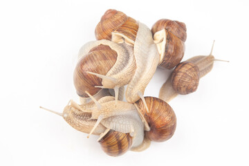 Helix pomatia. grape snail on a white background. mollusc and invertebrate. gourmet protein meat food. communication of the individual in society