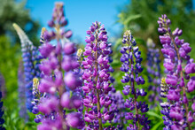 Field Of Purple Lupins On A Bright Summer Day: Blooming In The Wild, Summer Colors, Flowers, Blurred Background, Selective Focus Close-up