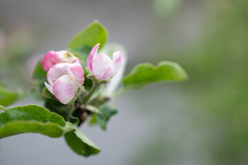 Wall Mural - Beautiful branch buds of apple tree blooms in sun on spring day, close up, macro, space for text. Spring background with white blossom. Beautiful nature scene with blooming tree and sun flare. 