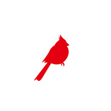 Northern Cardinal, Red Cardinal Bird. Redbird Christmas Symbol.
