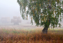 Birch On The Edge Of The Farmyard In The Fog