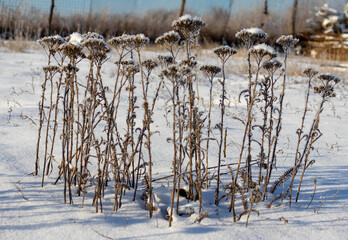 Winter plants covered with frost