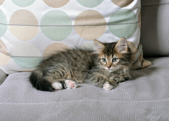 Naklejka na meble Little beautiful kitten