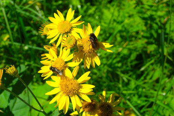 two flies on yellow flower with green grass in the background