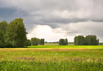 Bright blooming meadow in summer