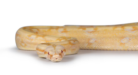 Aufkleber - Head shot of young adult Albino Boa Constrictor snake. Isolated on white background.