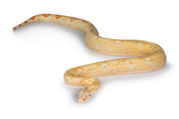 Aufkleber - Young adult Albino Boa Constrictor snake. Isolated on white background.