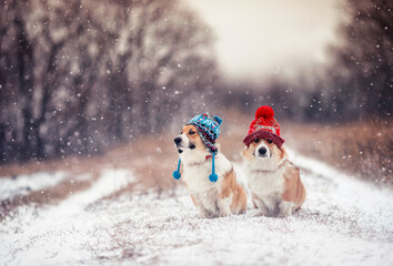 two funny Corgi dogs in warm knitted hats sit in a winter Park under the falling snow