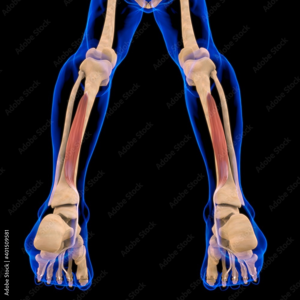 Flexor Digitorum Longus Muscle Anatomy For Medical Concept 3D ...