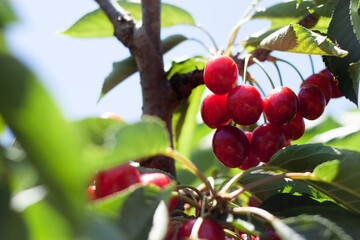 red ripe cherries hanging from a cherry tree branch with green bokeh out of focus background from na