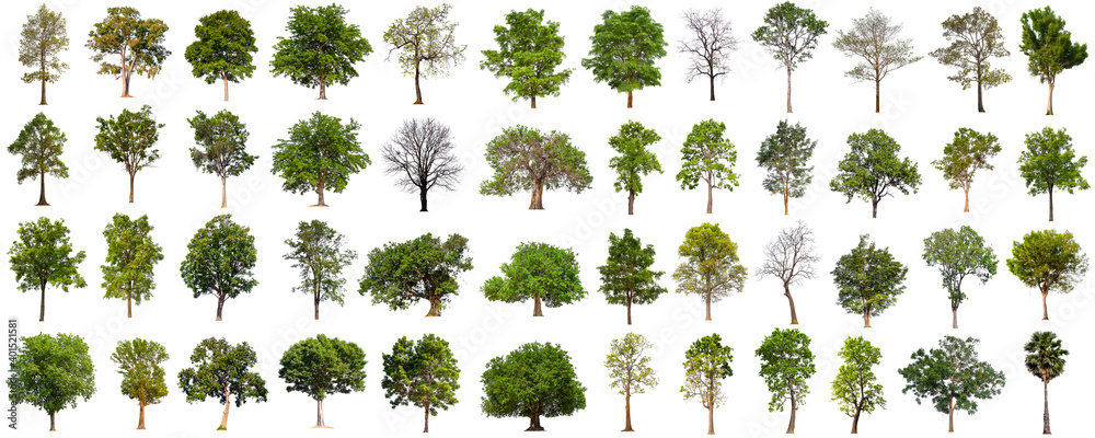 isolated big tree collection isolated on white - obrazy, fototapety, plakaty 