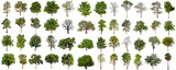 Fototapeta Perspektywa 3d - isolated big tree collection isolated on white
