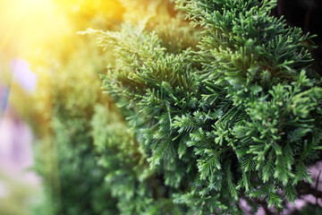 Poster - Pine leaves, water droplets and sunlight